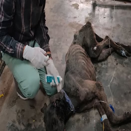 Abandoned and Barely Alive, Jimmy the Great Dane Fights Back From the Brink