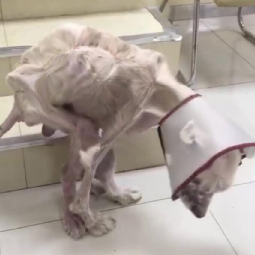 Beaten, Broken, and Left Unable to Walk—Mystery’s Journey to Joy Is Nothing Short of a Miracle