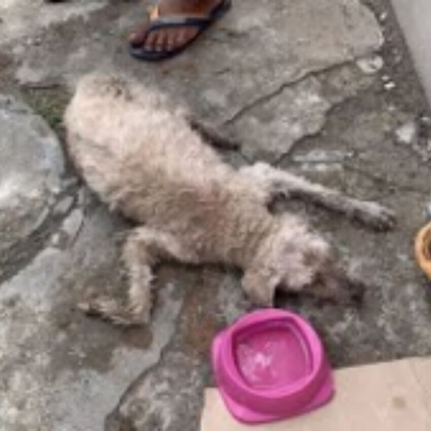 Thrown in a Bag and Left to Die, Napoleón Could Barely Breathe—But He Still Tried to Smile