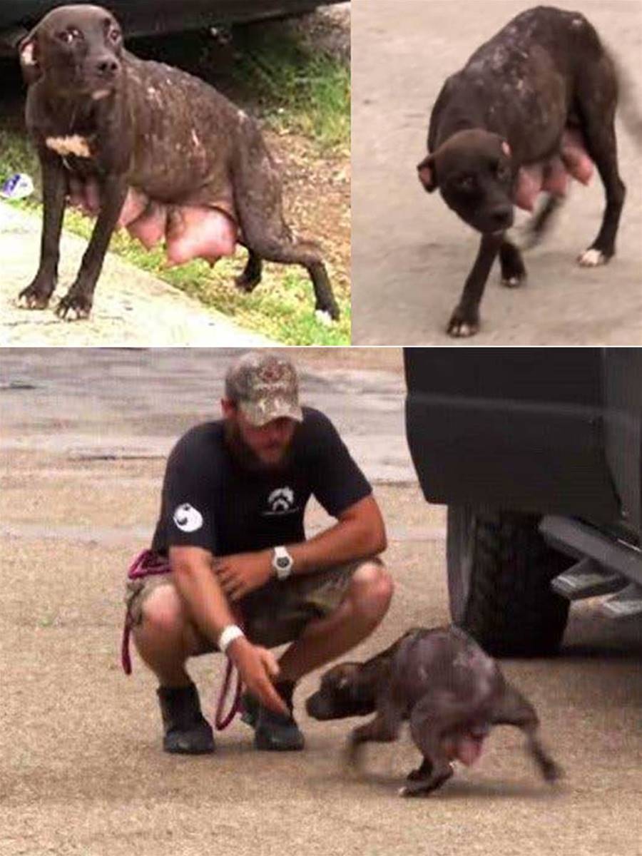 Abandoned pitbull mother with a litter of puppies about to give birth asks for help to rescue her puppies