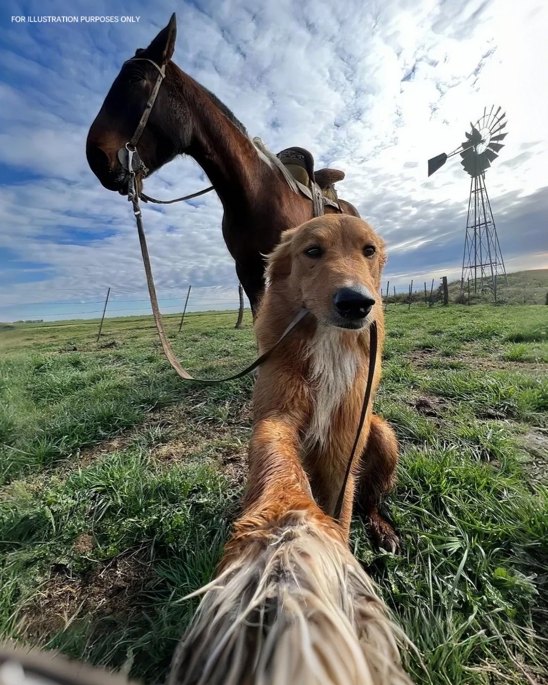 My Farm Dog Came Back With A Horse—And A Mystery I Didn’t Expect