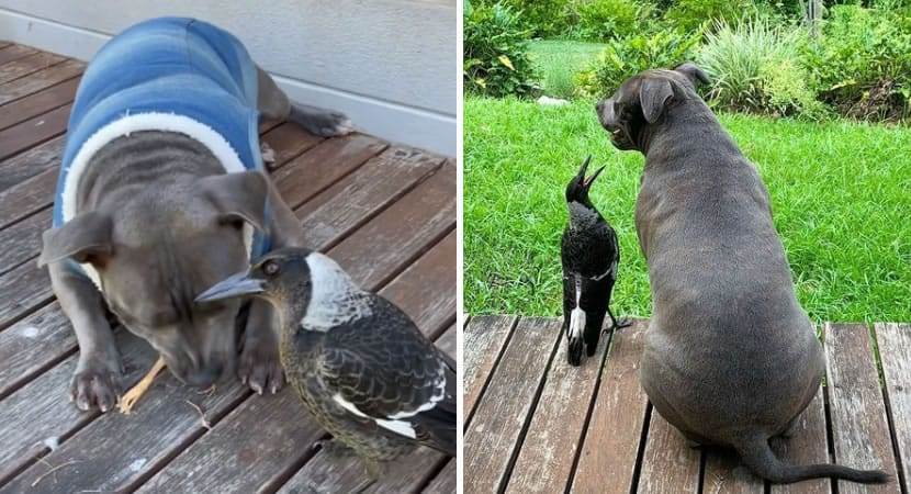 Bird starts barking after being adopted by a pitbull, to communicate with her