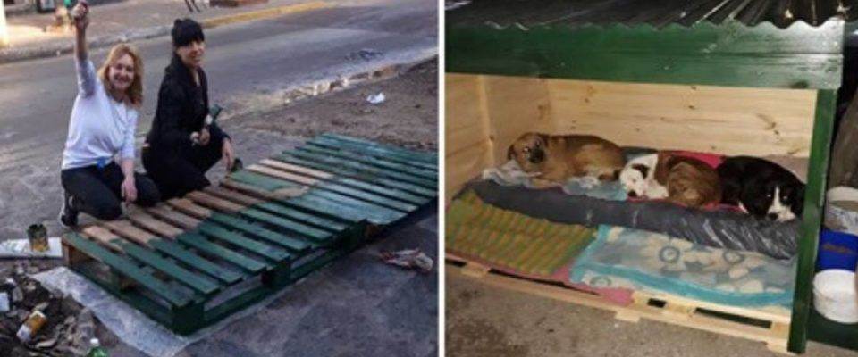 Women build houses for street dogs to stay out of the cold, they rest in relief