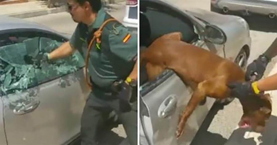 Police break car window to save dog about to suffocate in overheated car; video