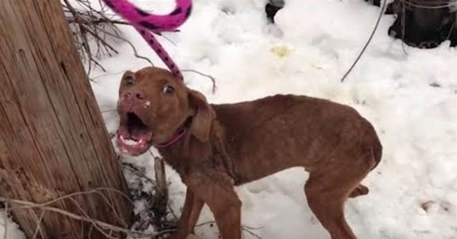 Dog begs for help and gets emotional when he is saved