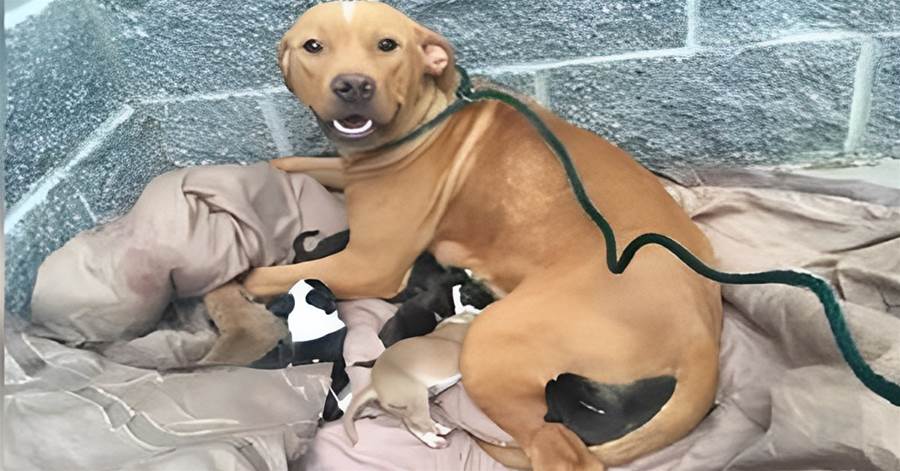 Thanks to their mother, 10 newborn pups without food or water have survived to this point