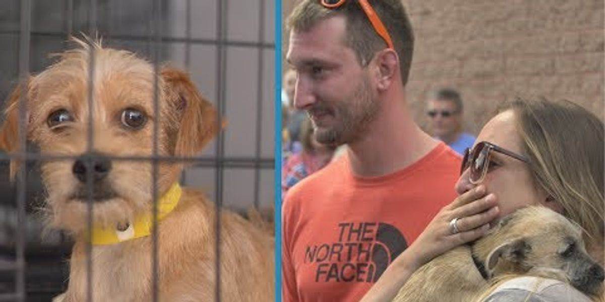 Abandoned Dog Can’t Hide Tears When Hugged For The First Time