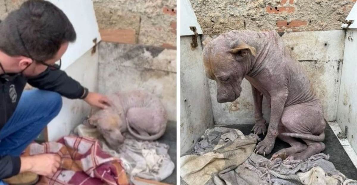 Abandoned dog with open wounds was rescued and given a second chance at life
