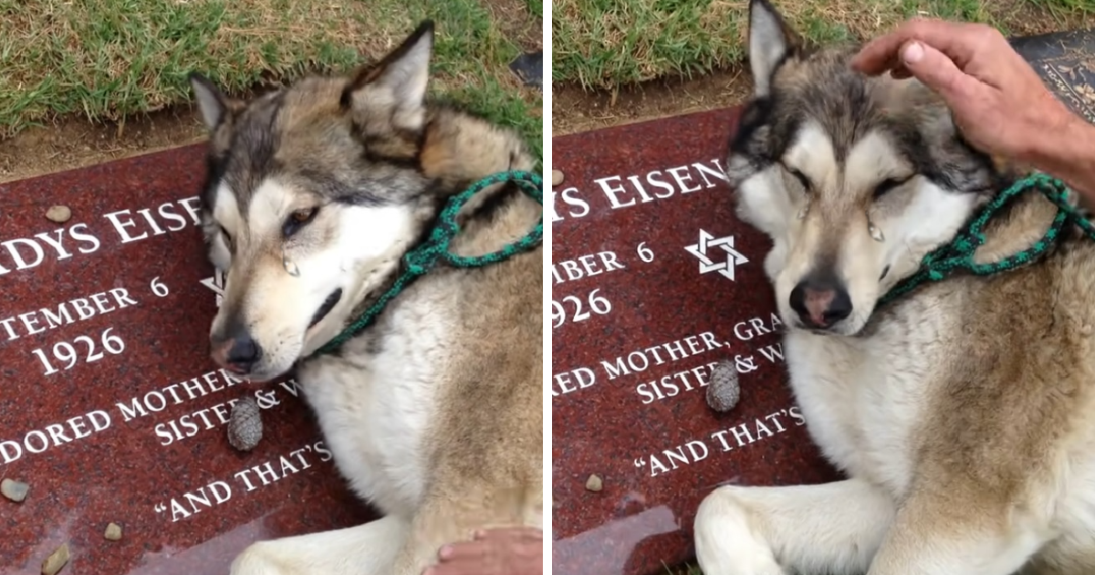 Broken Hearted Husky Can Not Stop Sobbing On The Tombstone Of His Owner
