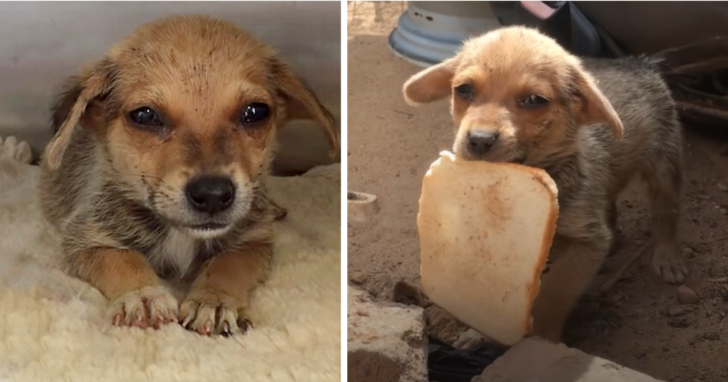 Poor Abandoned Puppy, Burst Into Tears When Given A Piece Of Bread