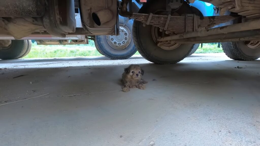 Man Rescues Lost Dog from Under a Car—Ends Up Gaining a Best Friend for Life