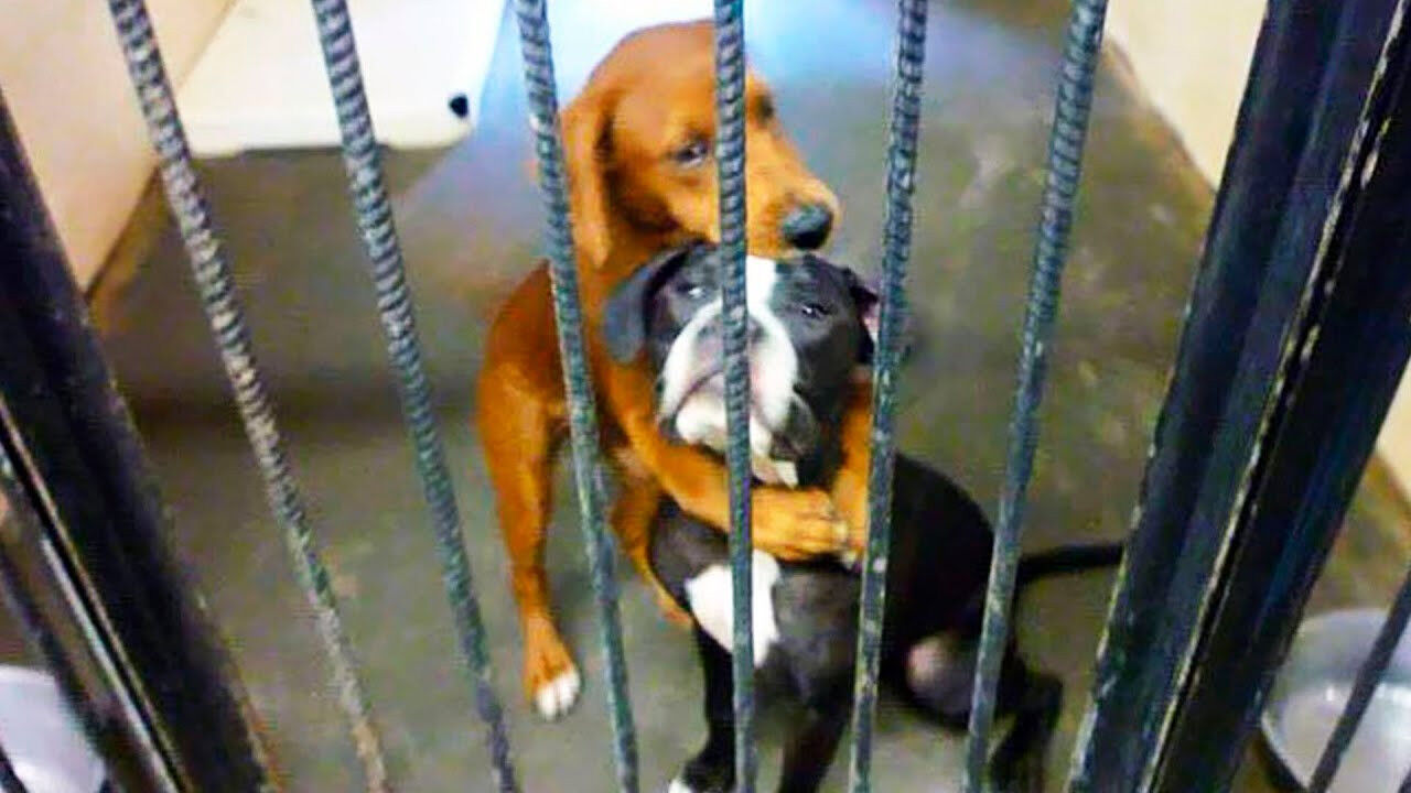 A Final Embrace Saved Their Lives: Viral Photo Gives Two Shelter Dogs a New Beginning