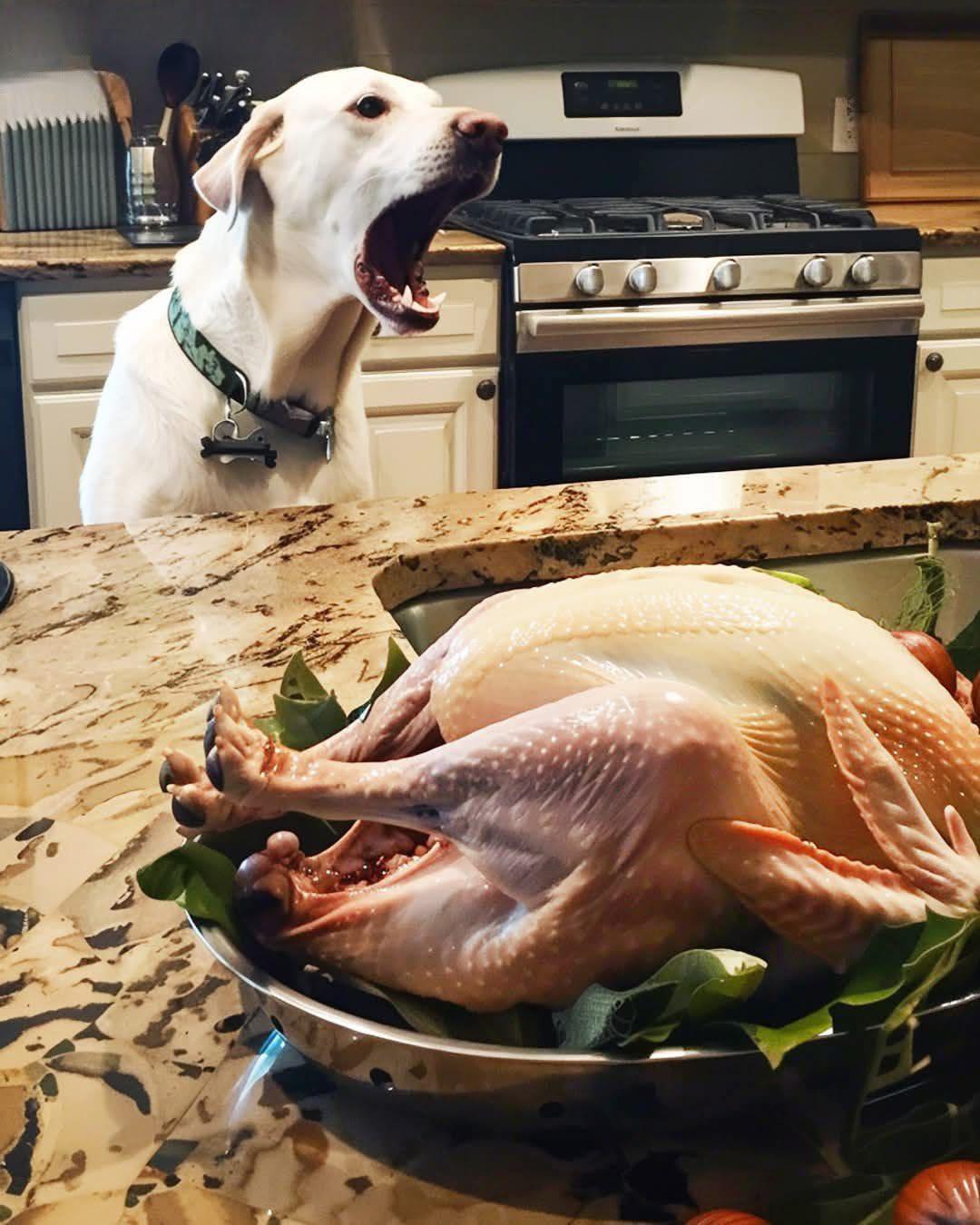 Our Dog Wouldn’t Stop Barking at the Thanksgiving Turkey — When I Finally Checked It, I Called the Police