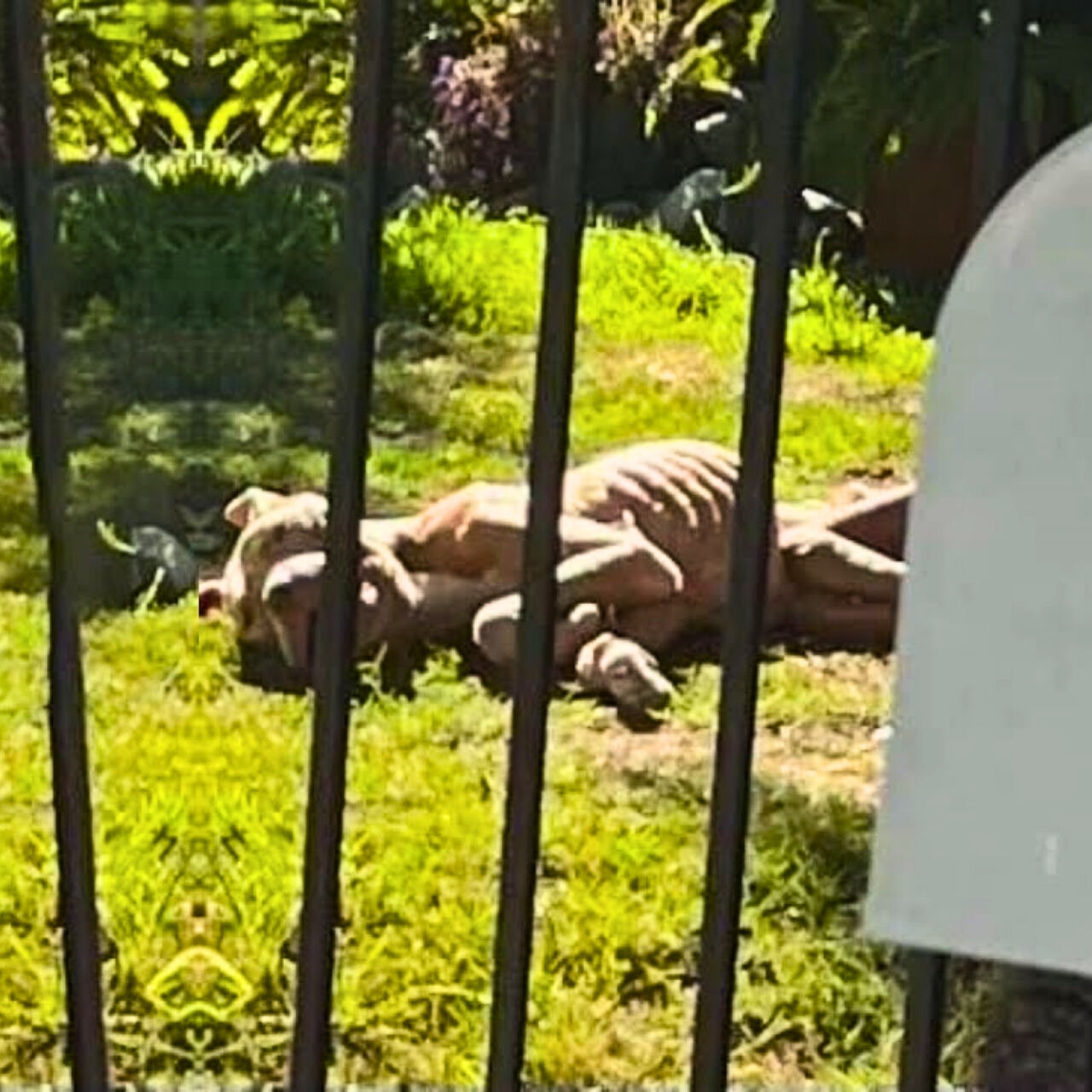 Neglected and Starving, He Collapsed in His Own Backyard — But Love Brought Him Back