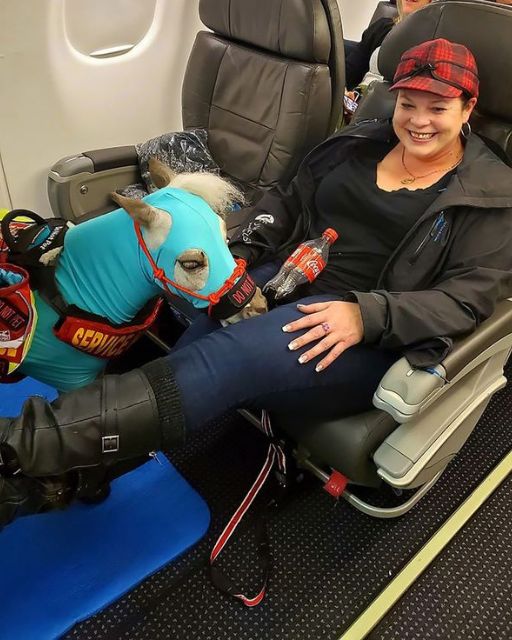 The Woman’s Service Horse Seemed Calm—Until We Hit 30,000 Feet and She Whispered to Me