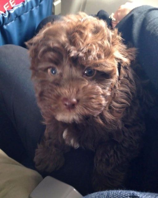 THE WOMAN HANDED ME HER PUPPY ON THE PLANE—AND THEN SHE VANISHED