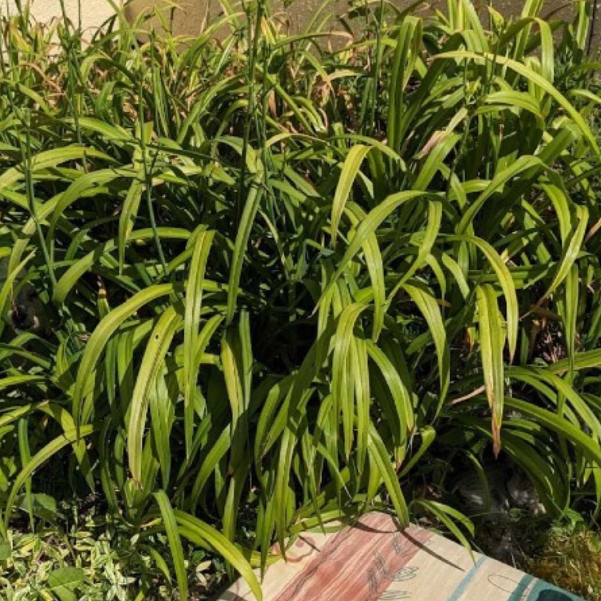 People Are Having A Really Hard Time Finding The Two Dogs In This Photo