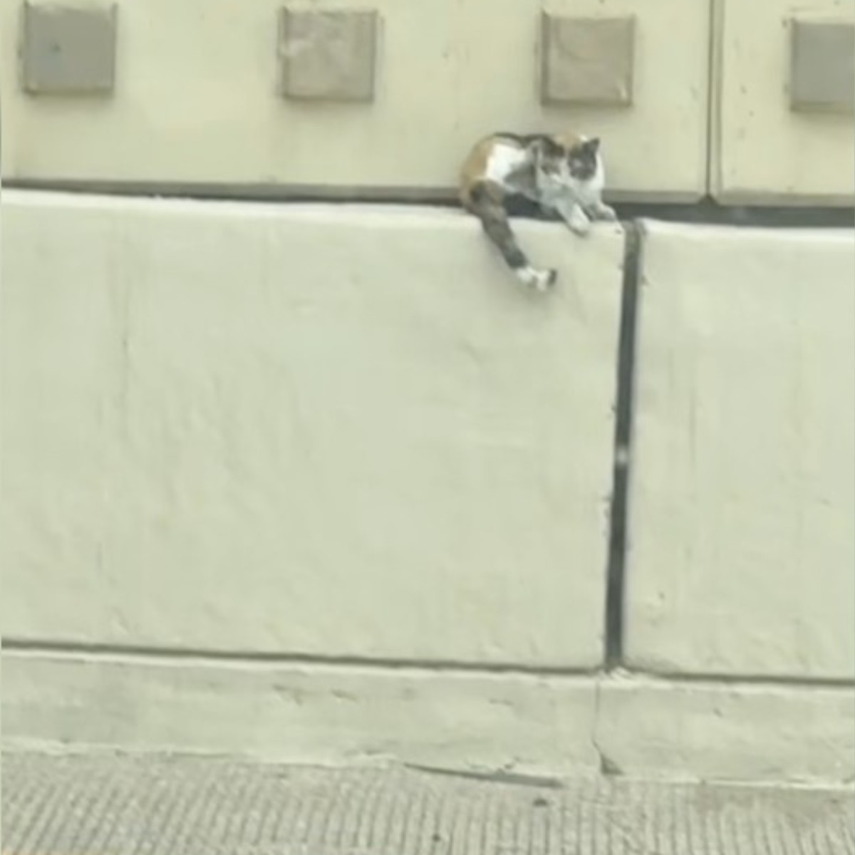 Couple Gasps When They See Someone Tiny Cowering On Median During Rush Hour