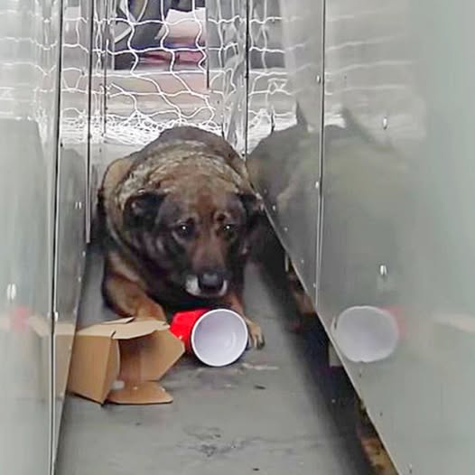 From a Heartbreaking Cry to a New Life: Rescued German Shepherd’s Incredible Transformation