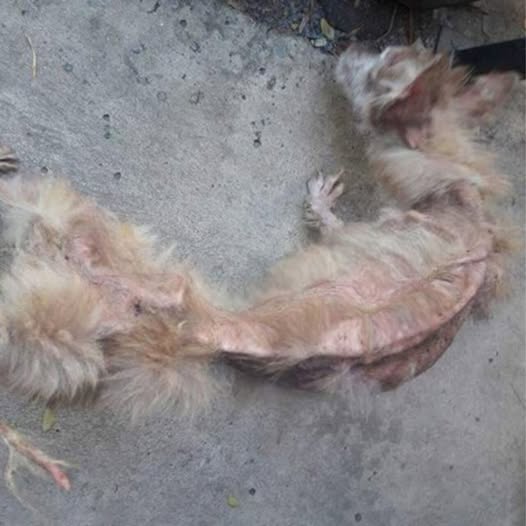 Rescued Huskies Triumph After a Year of Suffering and Neglect in Thailand