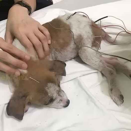 From Slaughterhouse to Second Chances: Toby’s Incredible Survival and Hopeful Journey