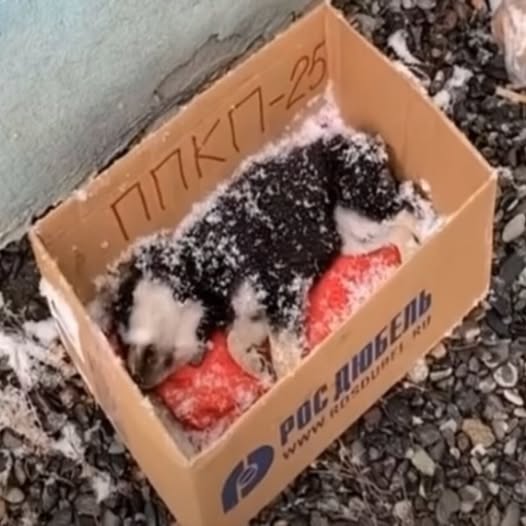 Rescue Hero Braves the Cold to Save Abandoned Puppy from the Edge of Death!
