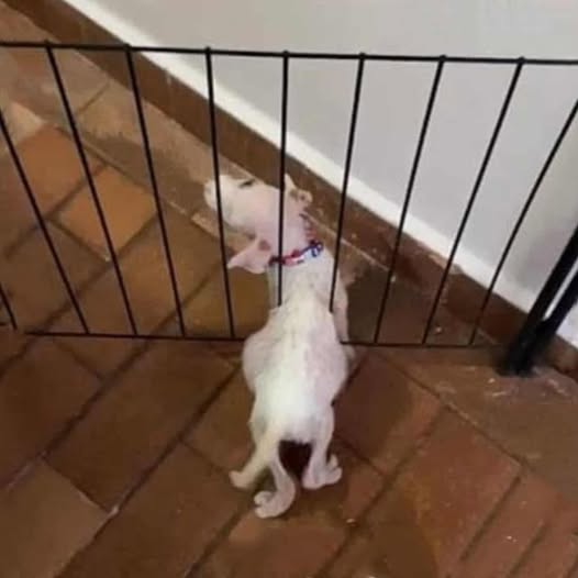 Colo’s Transformation: From Shy Pup to Confident Companion