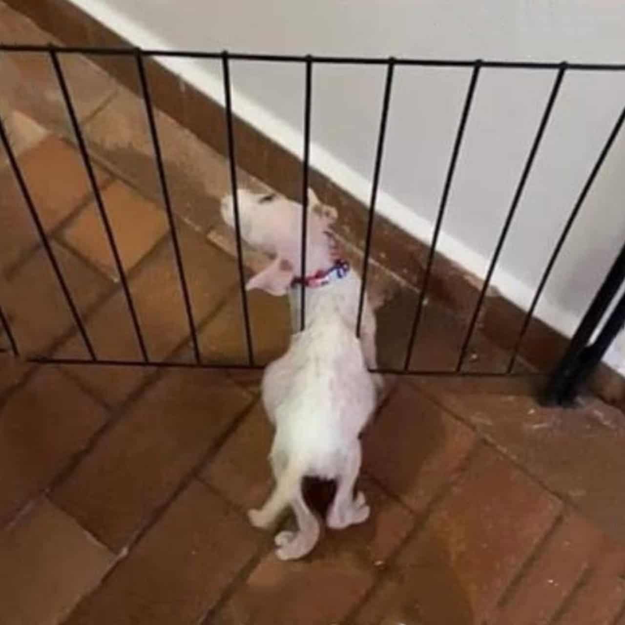 Colo’s Transformation: From Shy Pup to Confident Companion