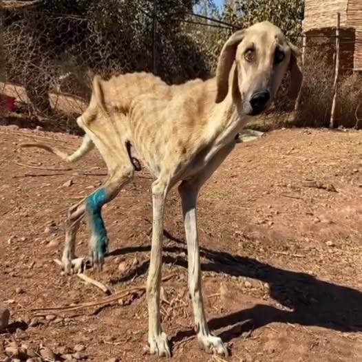 From Stray on the Streets to Shining Star: Sam’s Inspiring Recovery Journey