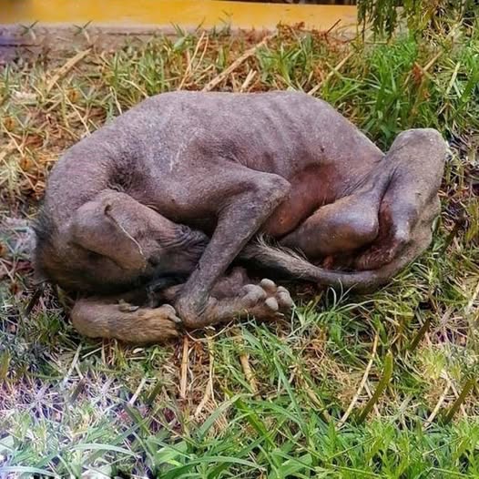 Luni’s Journey: From Heartbreaking Suffering to a Miracle Recovery – Prepare to Be Moved!