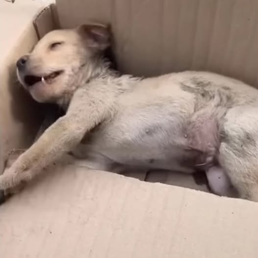 Resilient Puppy Triumphs Over Challenges and Finds a Loving Forever Home
