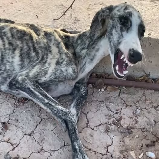 Emotional Rescue: Starving Dog Overwhelmed with Tears When Help Finally Arrives