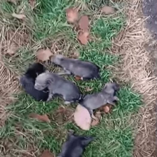 Kind Stranger Saves Abandoned Puppies, Giving Them a New Lease on Life and Love
