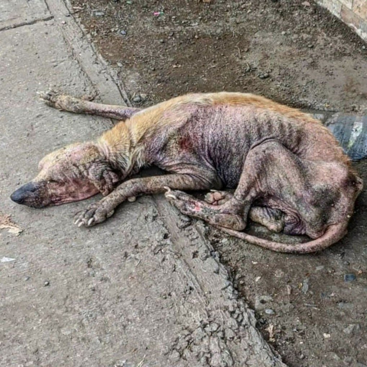 Milo Was Afraid to Sleep—Leishmaniasis Took His Strength, But Not His Will to Live