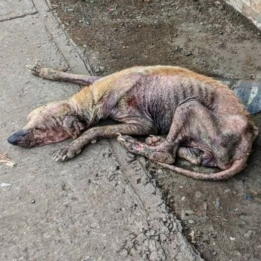 Milo Was Afraid to Sleep—Leishmaniasis Took His Strength, But Not His Will to Live