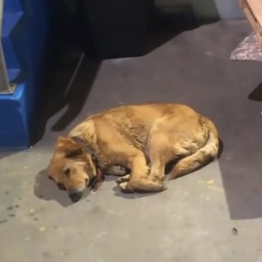 From Streets to Stardom: Serena’s Remarkable Journey to a Better Life