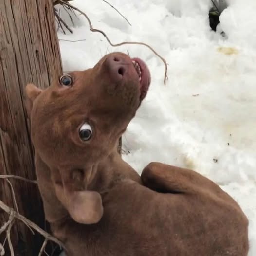Injured Puppy Rescued from Freezing Cold Finds Hope and Love