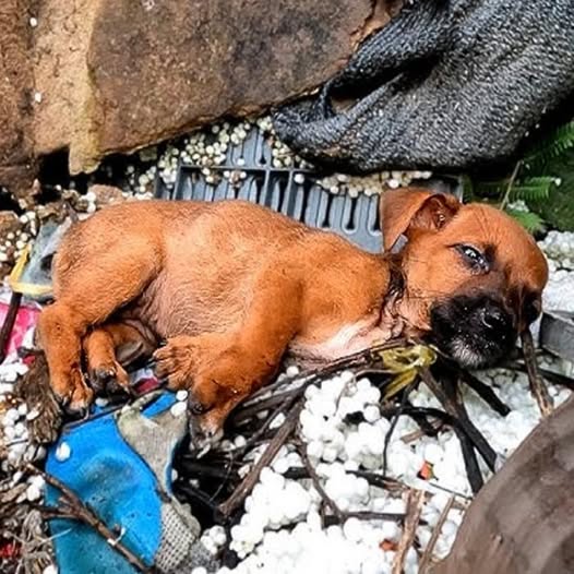 Abandoned Puppy at Construction Site Finds Hope Through a Friend’s Kindness