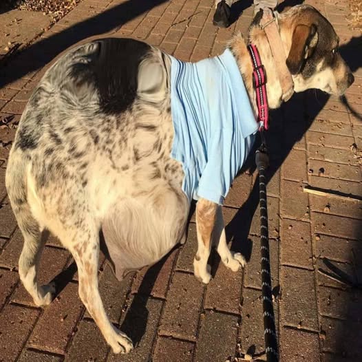 Bella’s Transformation: Overcoming Neglect to Embrace Motherhood and Love