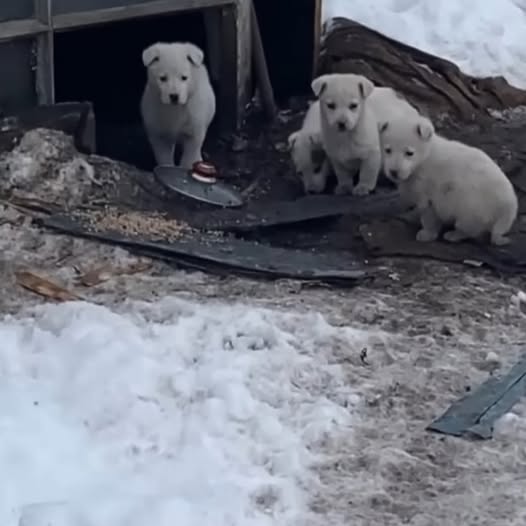 Five Orphaned Puppies Await a Mother Who’ll Never Return, But Find New Hope Through Rescue