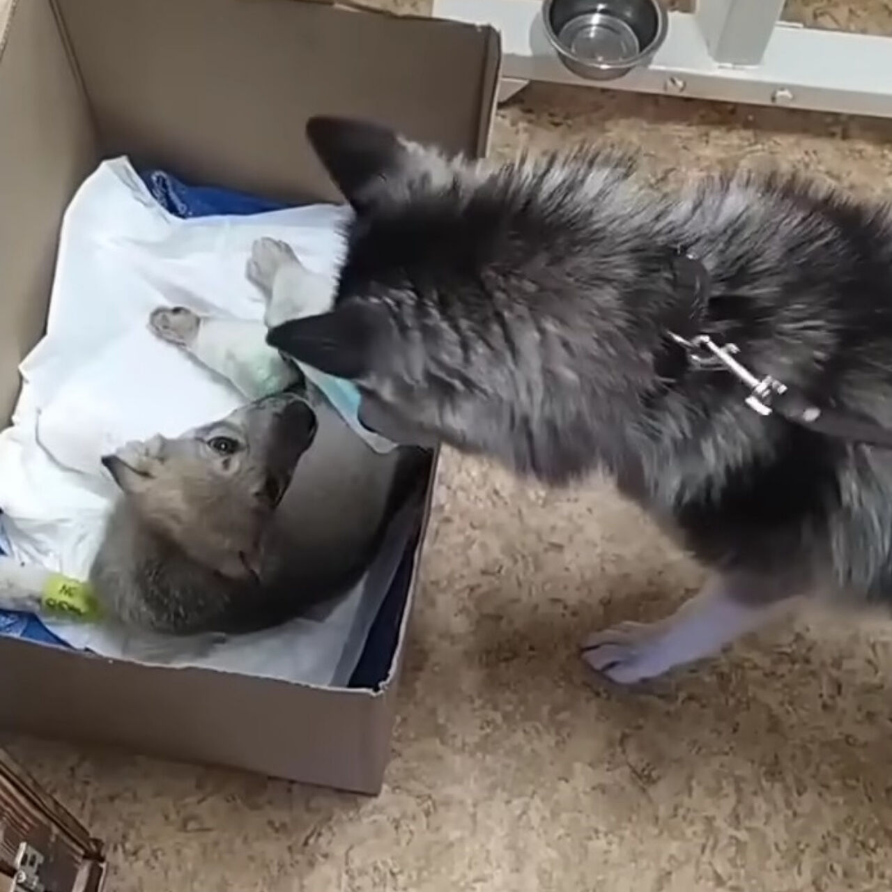 From Abandoned to Loved: Ramses the Puppy’s Incredible Journey to Healing