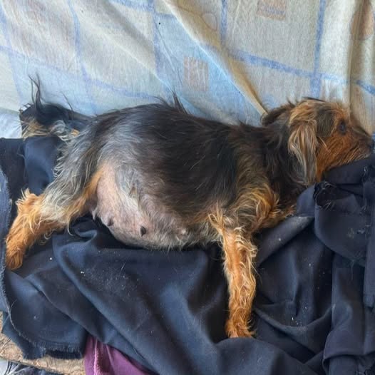 Against All Odds: A Mother’s Unwavering Love and Sacrifice for Her Puppies