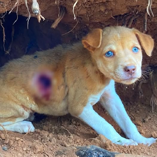 Rescued Puppy Overcomes Adversity and Finds a New Lease on Life