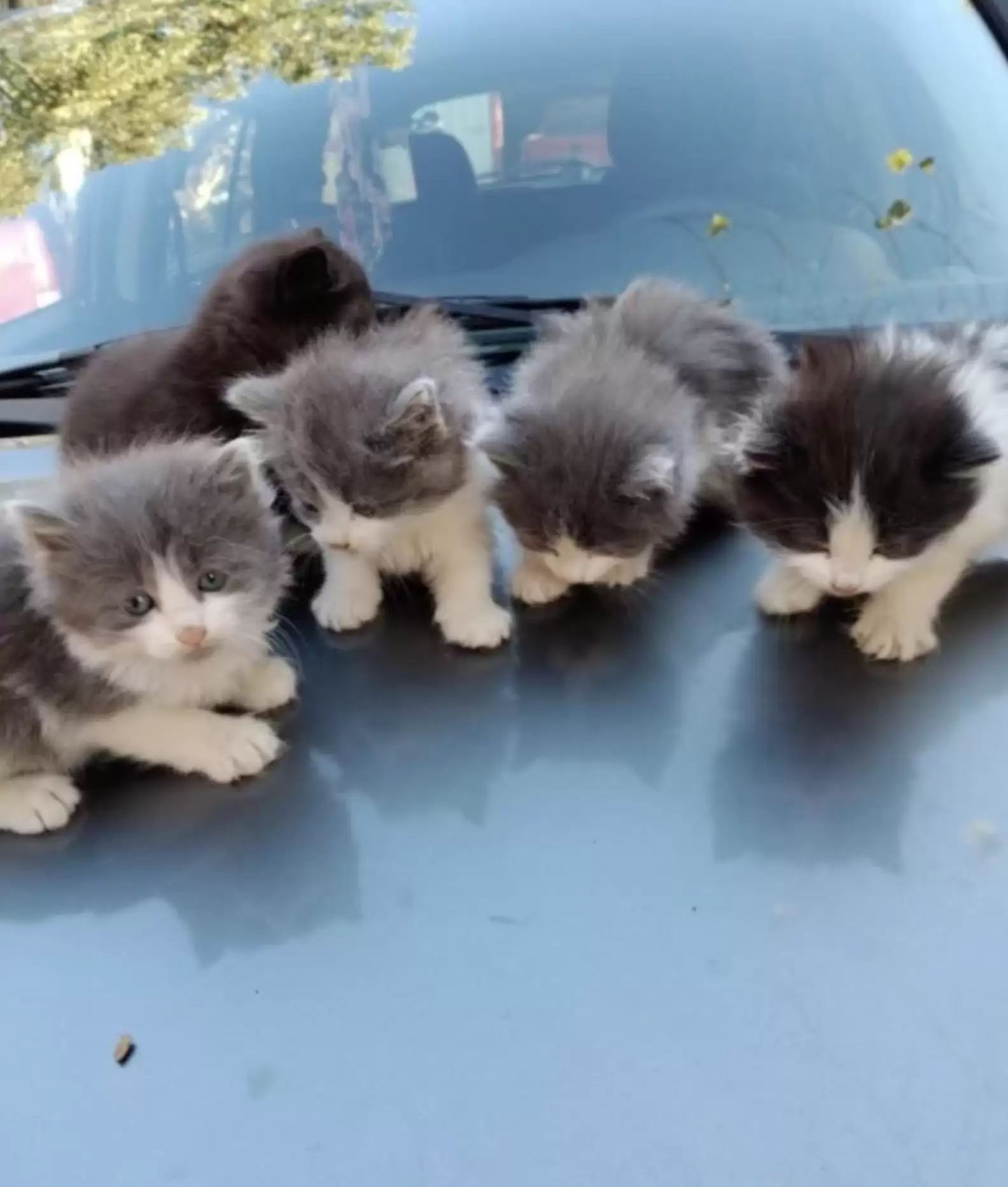 Driver Stumbles Across Group Of Stray Kittens Finding Warmth In Unlikely Place