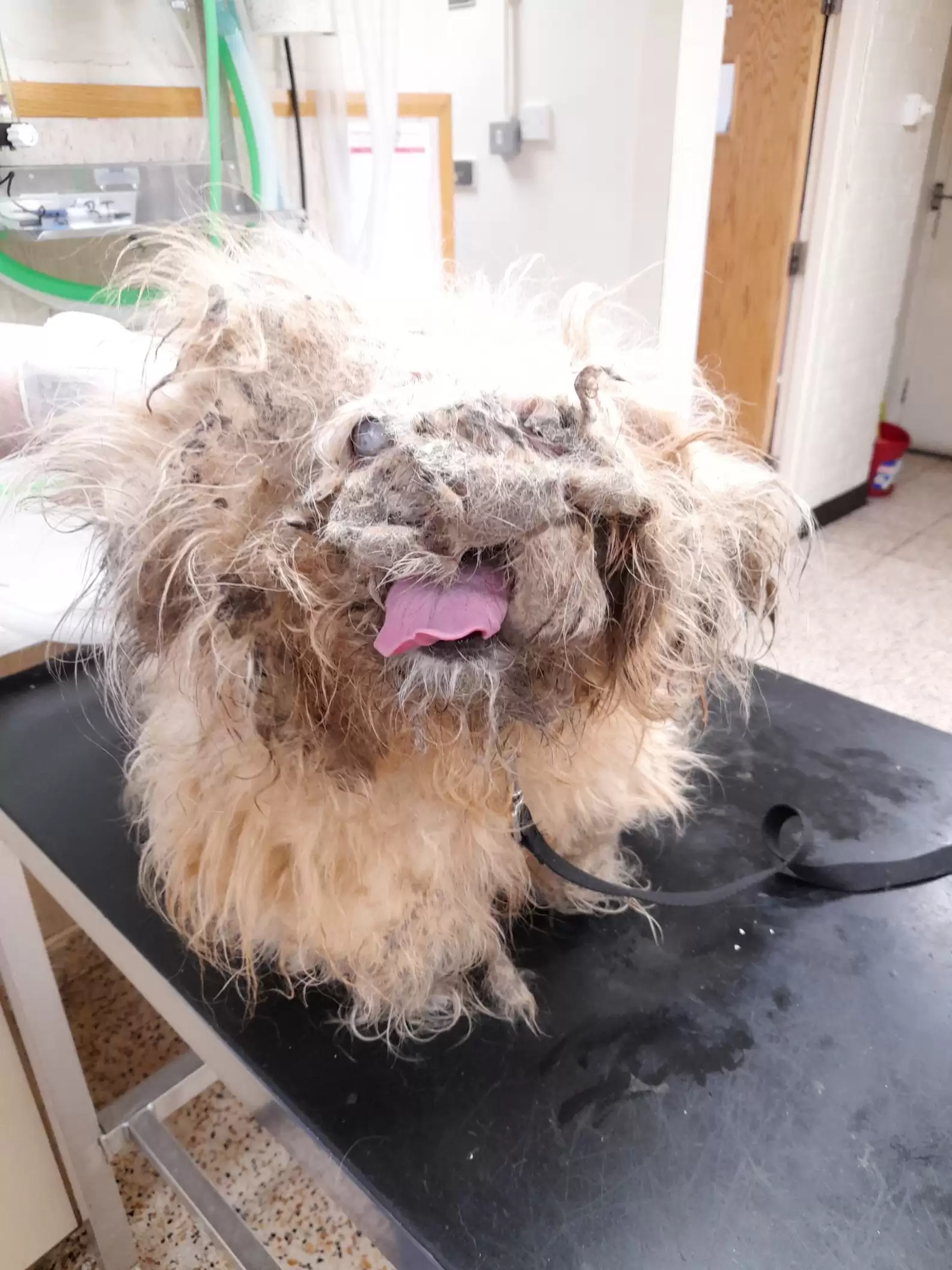 Dog Who Looked Like A ‘Pile Of Rags’ Makes The Most Incredible Transformation