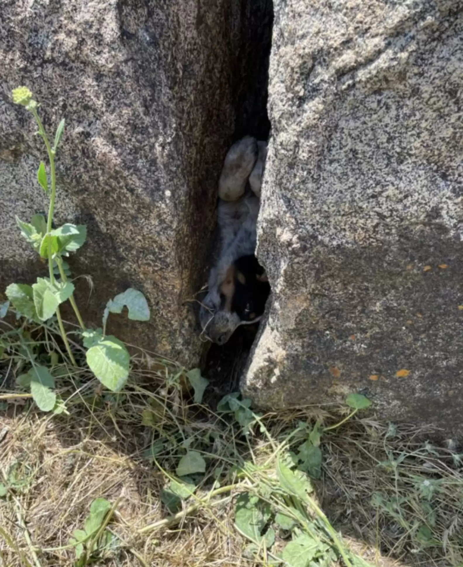 Construction Workers Call For Backup When They See A Face Trapped Between Rocks