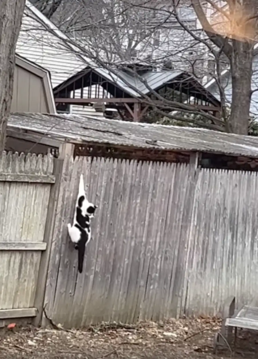Stray Cat Caught In Fence Gets Rescued — And Reunited With Someone Special