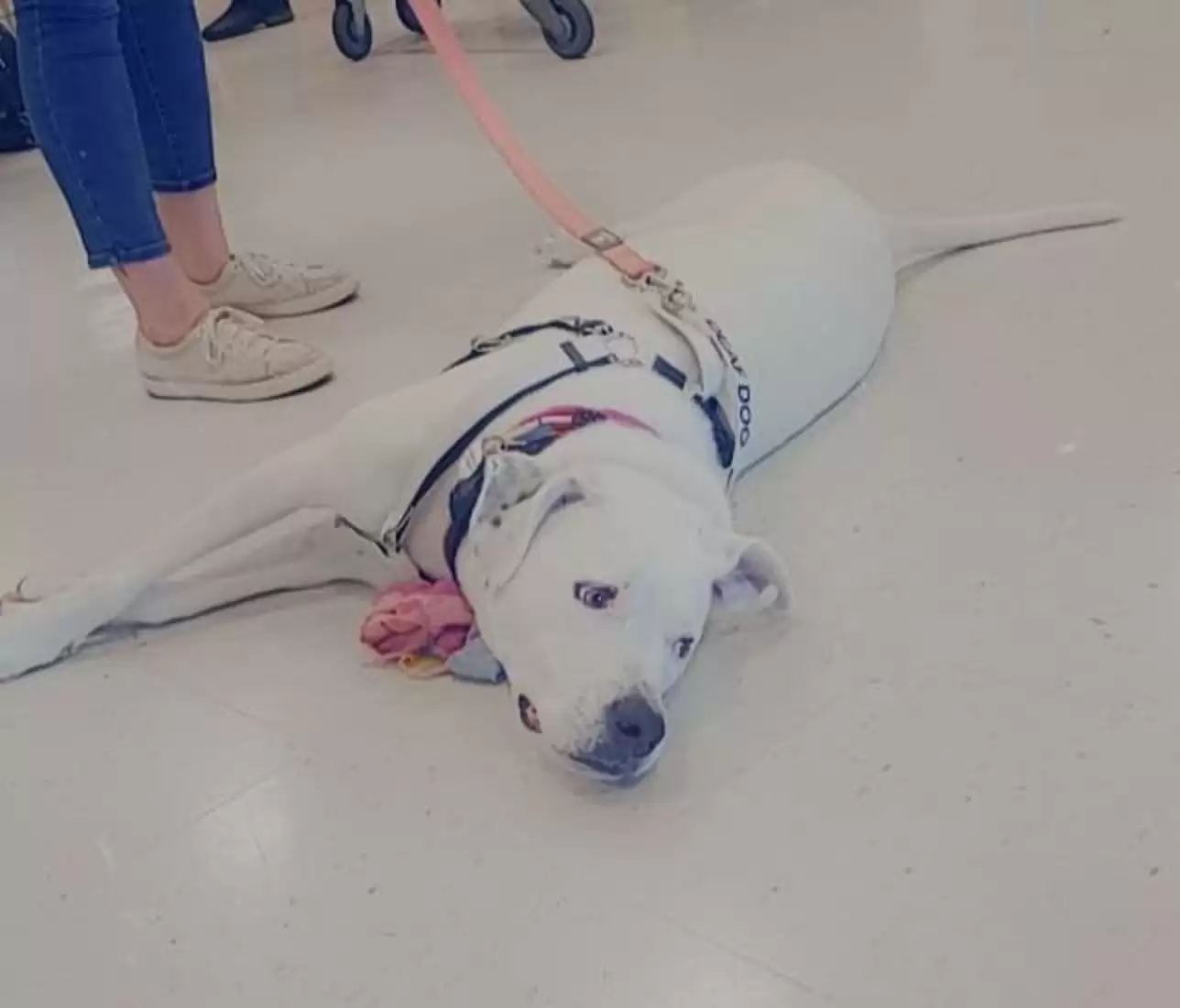 Sweet Dog Who’s Been To Over 30 Adoption Events Still Holds Out Hope For A Family