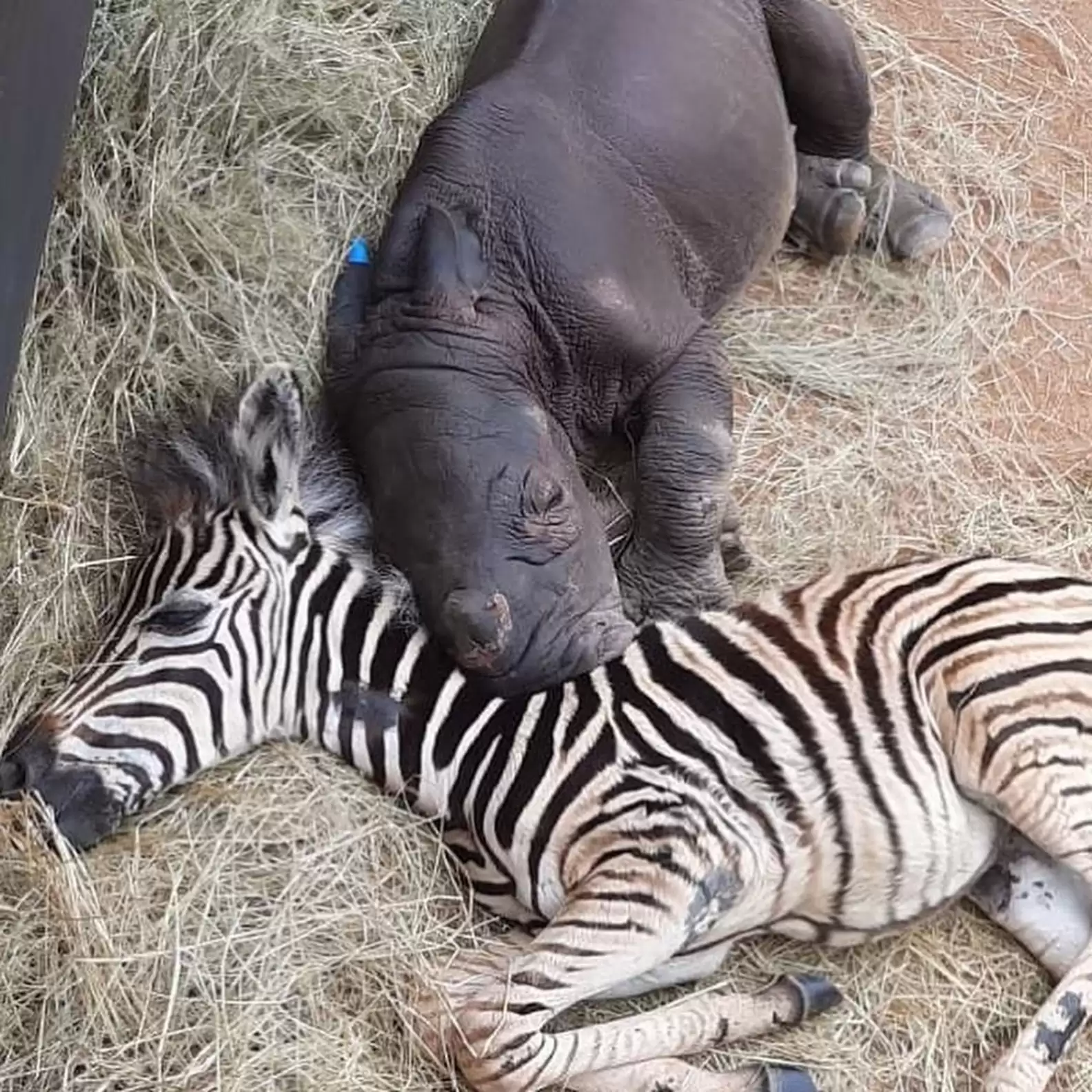 Baby Zebra Comforts Orphaned Rhino Calf And Helps Her Heal