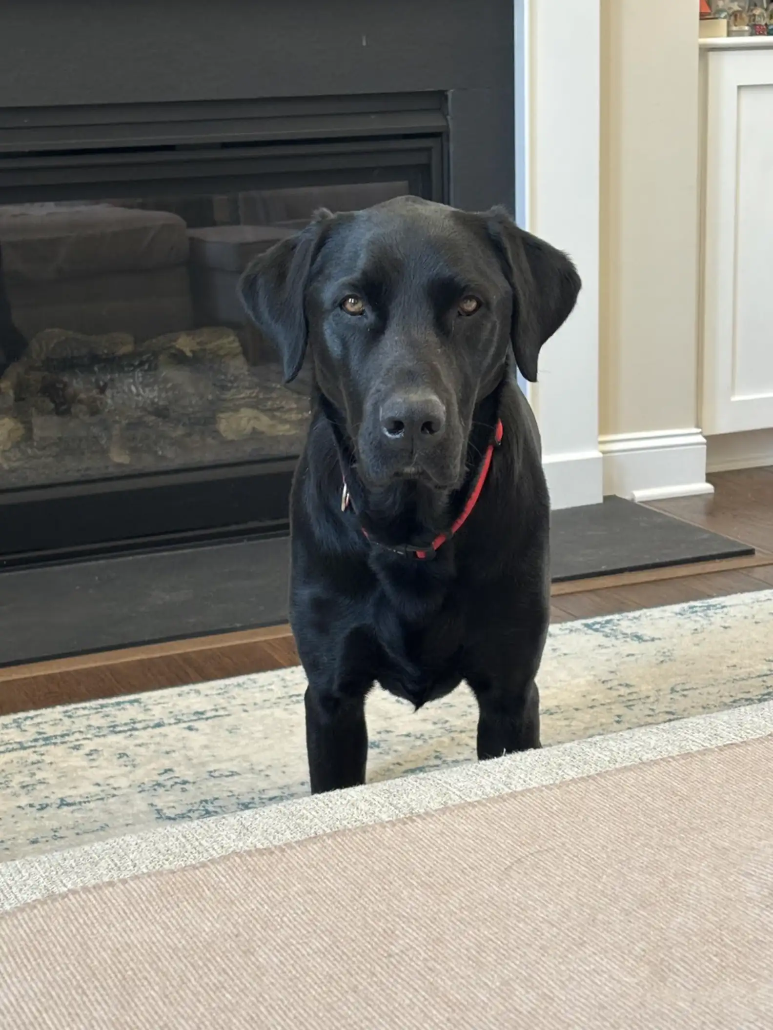 Woman Picks Up Dog From Daycare — Then Notices Something’s Not Quite Right